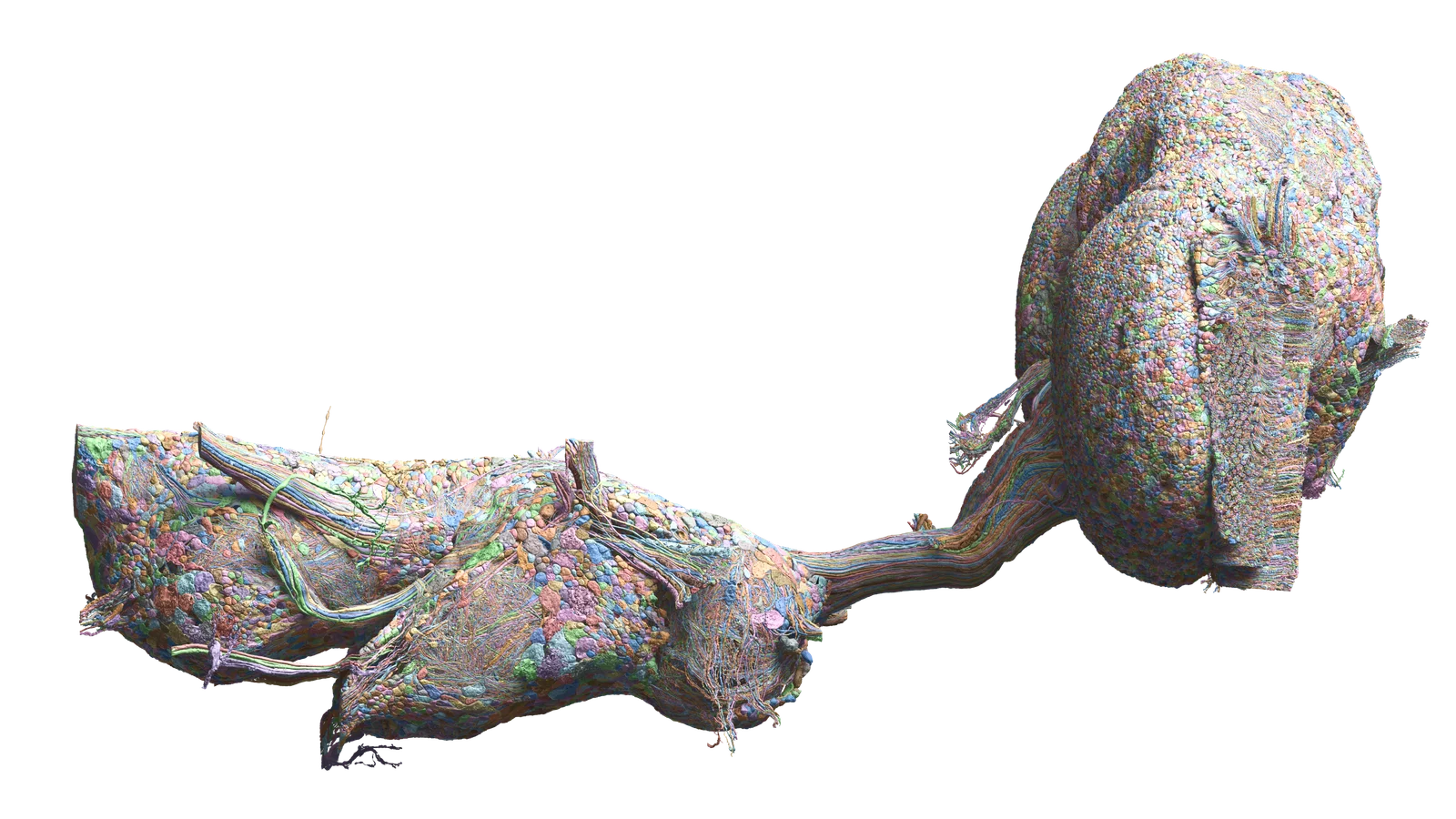 Lateral view of the reconstructed male fruit fly central nervous system, with the brain connected to the nerve cord